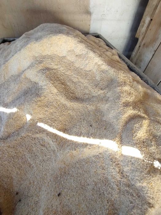 VÂND ORZOAICĂ CASANOVA C2 și grau PG 102 recolta 2025 C2