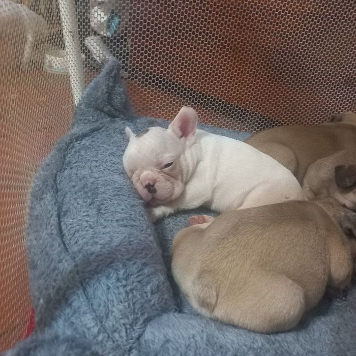 алиментный французский бульдог