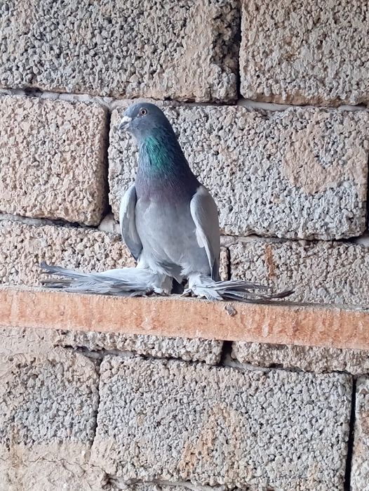 Птицы на продажу