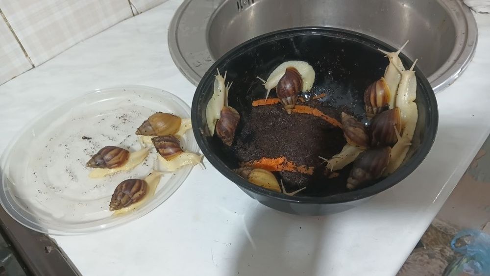 Halol Ulitka sotaman