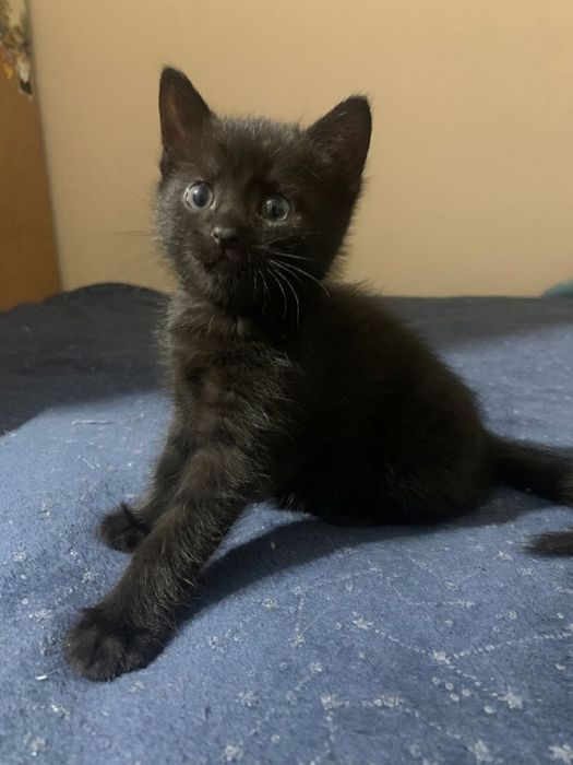 Котенок Мушукча яхши кулларга