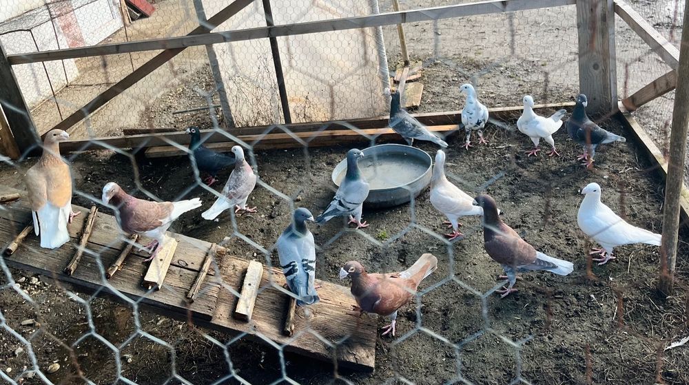 Porumbei voiajori germani de frumusețe
