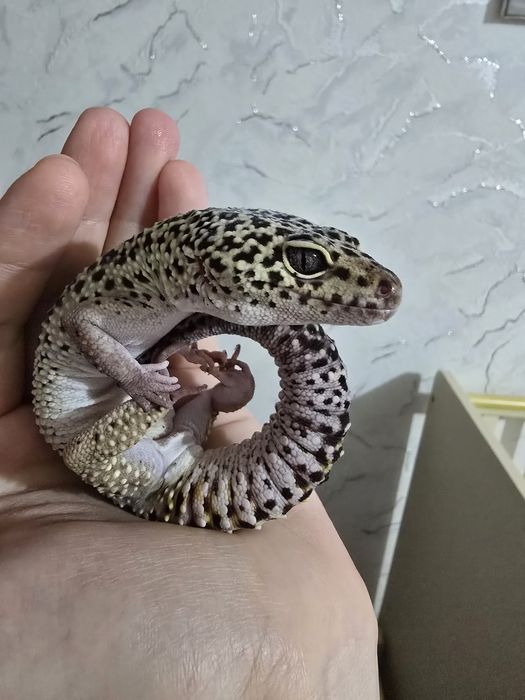 Эублефары, гекконы, ящерицы