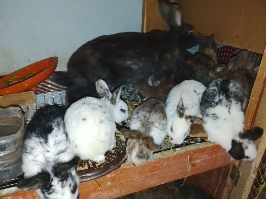 Куйонлар хар хил