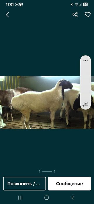 Қой, Тоқты , Марқа сатылады. Қосшыда тұр.