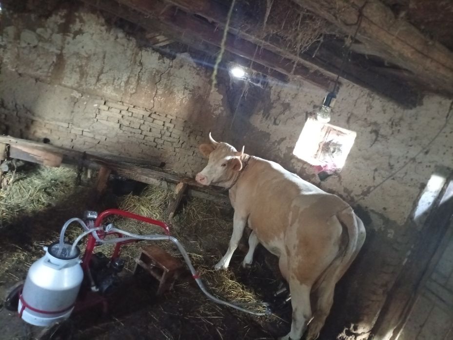 Vaca cu lapte la prima fatare
