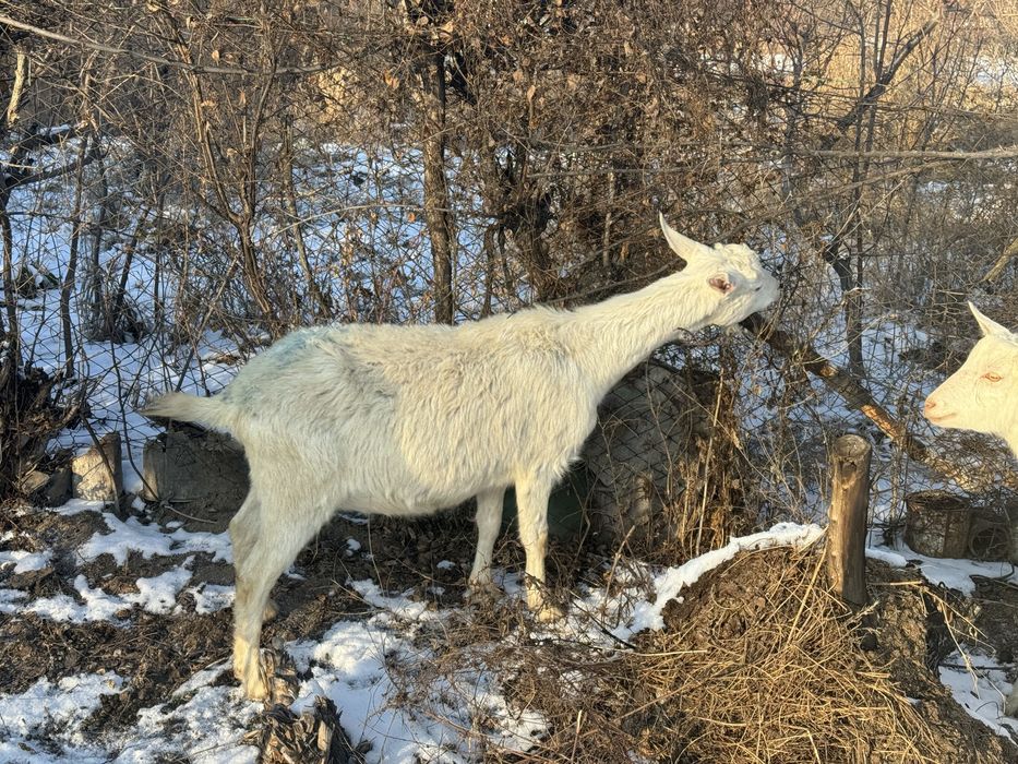 Продаю или вариант молочныйе коза