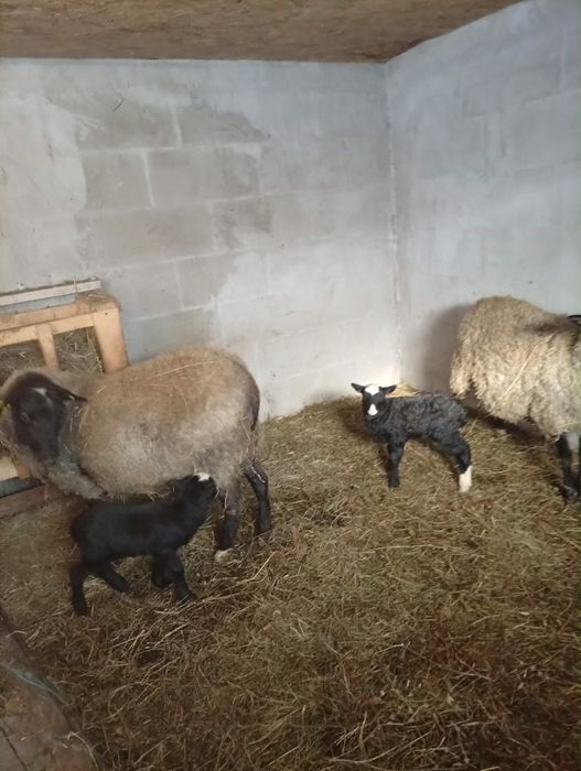 Oi romanov de vanzare