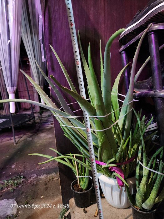 Продам Алоэ Вера 5 лет