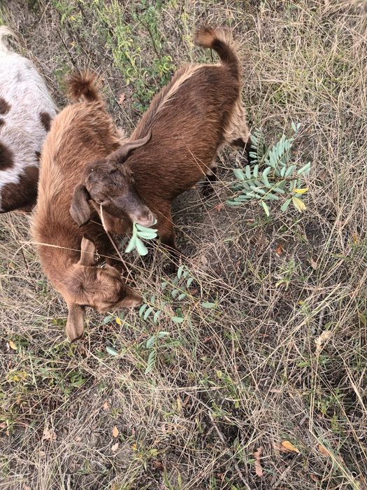 Vând iezi la schimb pe purcei