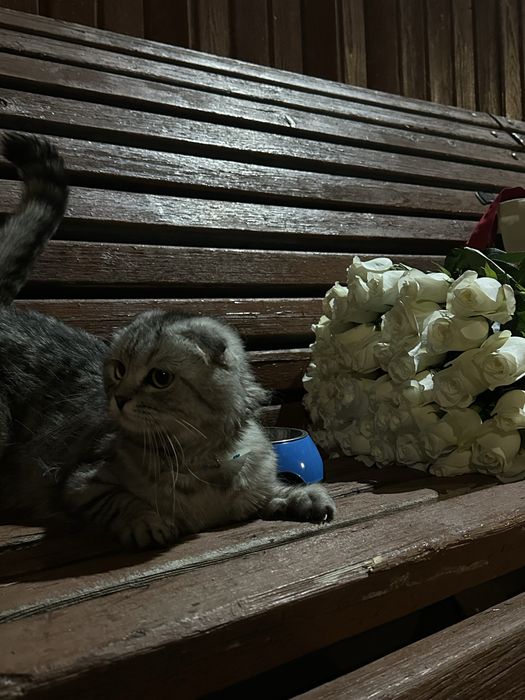 Кошка/Шотландская вислоухая