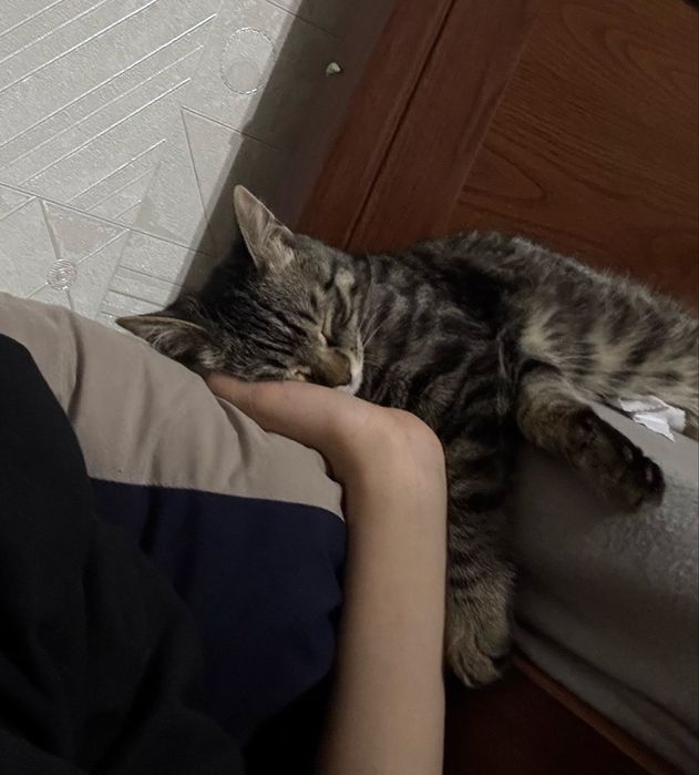 Отдам котенка в добрые руки