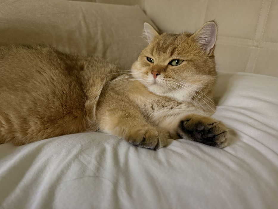 ВЯЗКА ,Британская золотая шиншилла, чистокровный. Не на продажу !!!