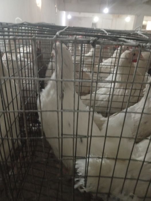 120 кунлик тугишни бошлаган сенди жужалар сотилади нархи 70минг донаси