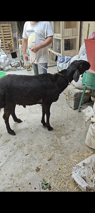 Qoy qochqor  кой кочкор