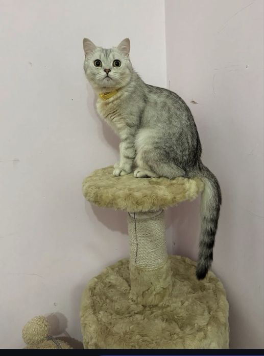 srebristiy shinshila soriladi