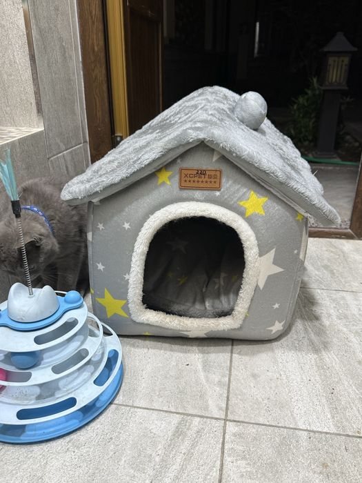 Британская короткошёрстная кошка — с домиком