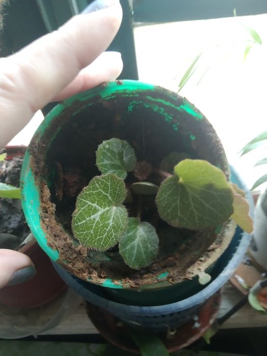 комнатные растения