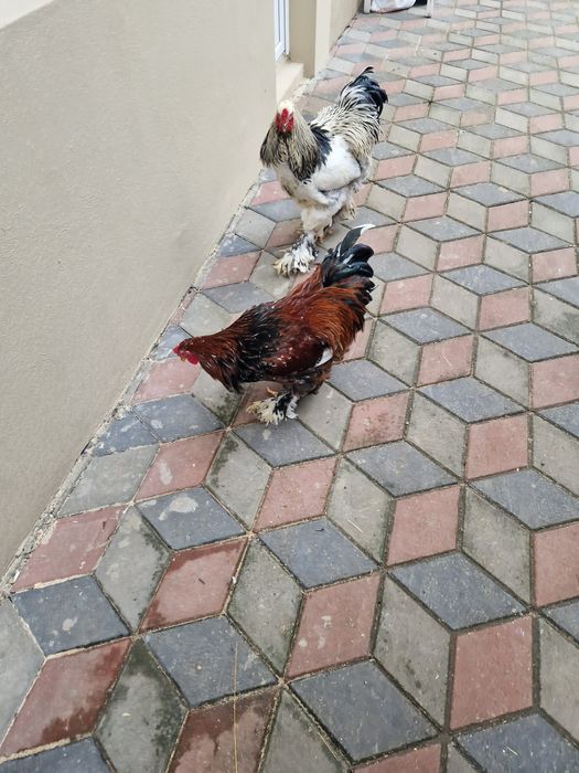 Vând Cocoșii Brahman