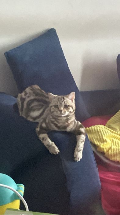 Отдам в добрые руки кошку (1 год)