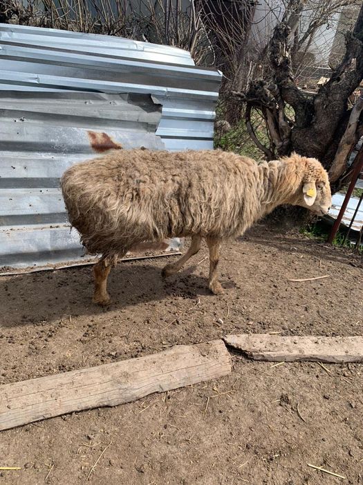 Бараны хорошие домашние