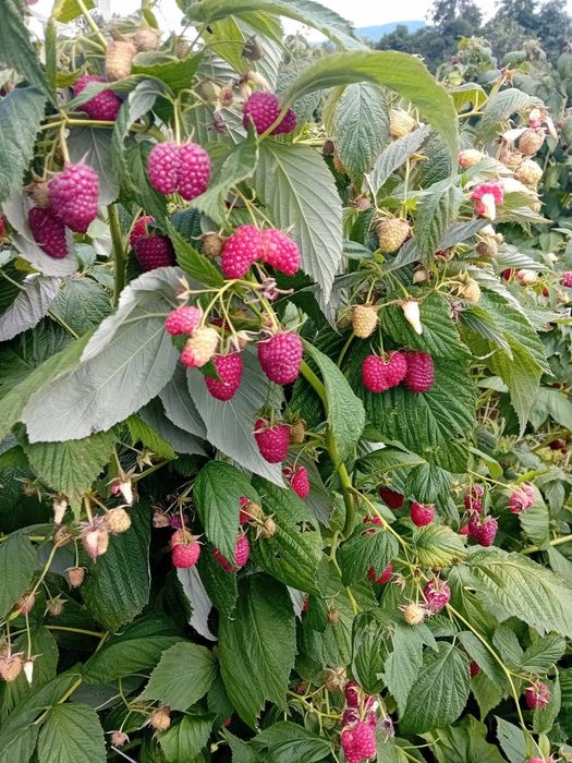 Продавам  Разсад  От Производител Ягоди  и  Малини