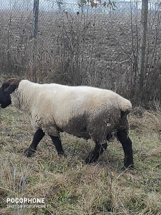 Vând sau schimb berbec suffolk irlandez
