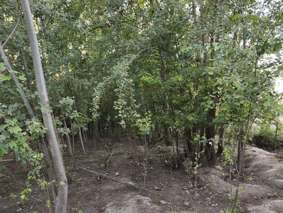 Chek sotiladi 7.8 sotik narx kelishiladi