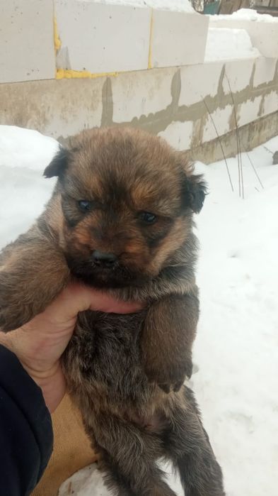 Собаки хорошие))