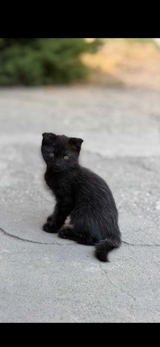 Котята, мальчики 2 месяца.