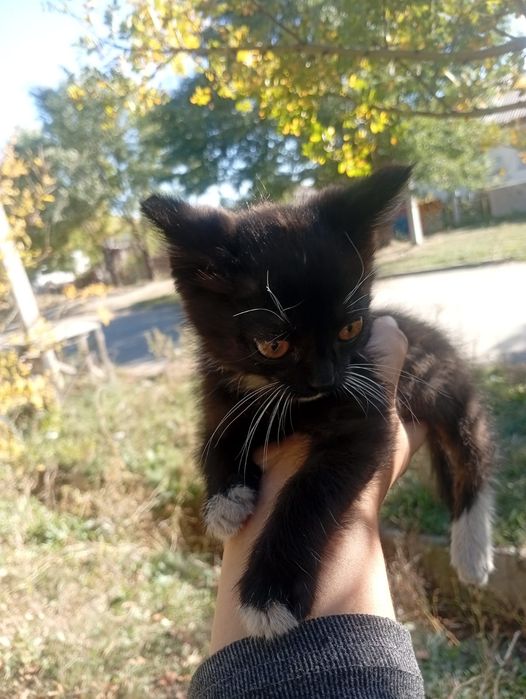 Котенок ищет дом!