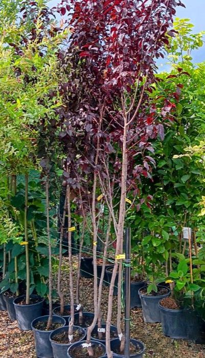 Prunus Nigra (Corcoduș Roșu )