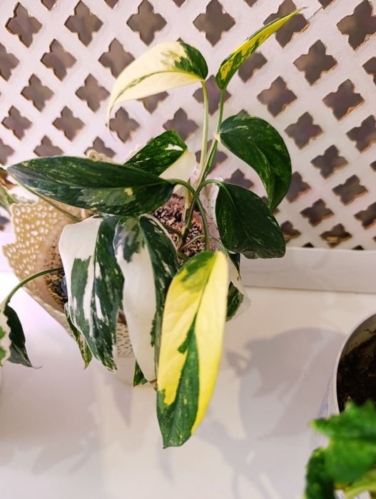 Цветы вариегатные