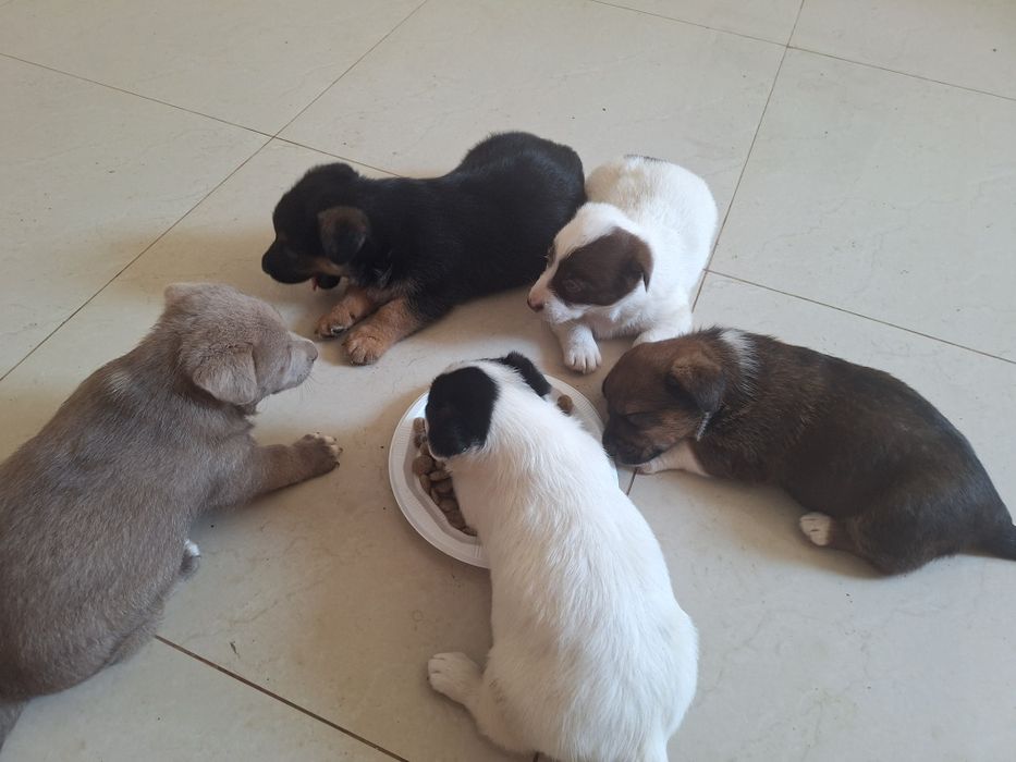 Donez cătelus de rasa