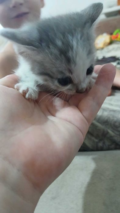 Отдам котят в добрые руки