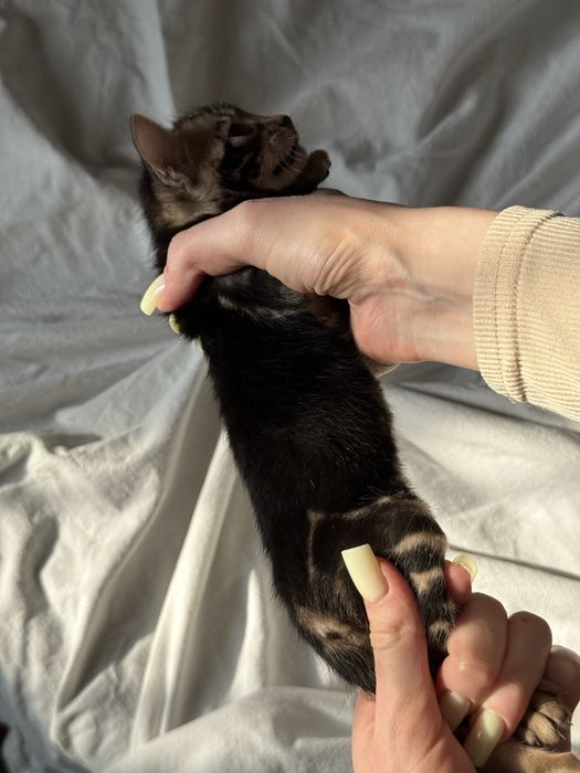 бенгальский котенок