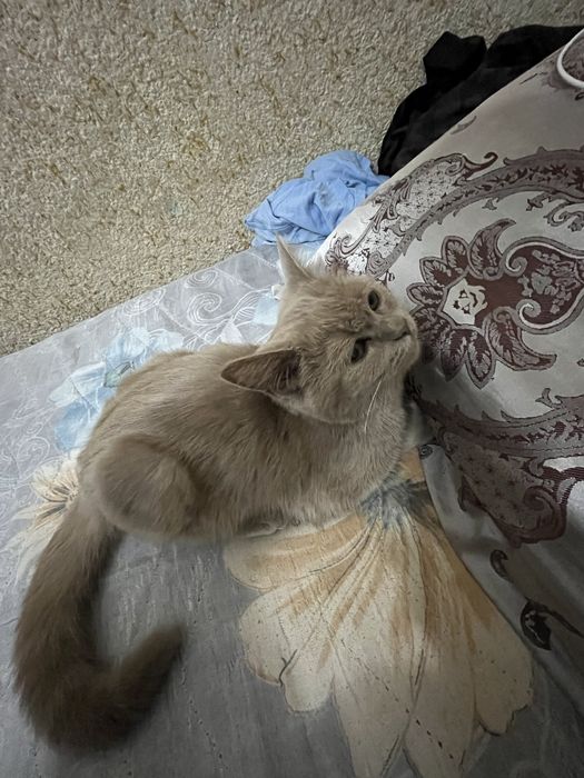 Zottor mushuk sotiladi