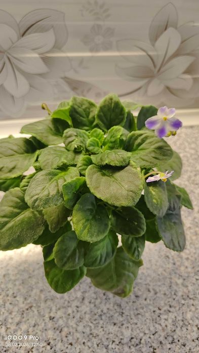 Фиалка сорт НД Мурзилка есть доставка