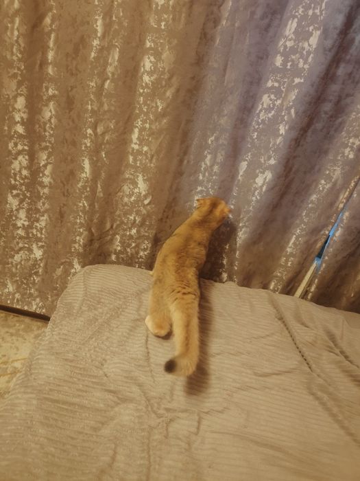 Плюша Шиншилла ny25