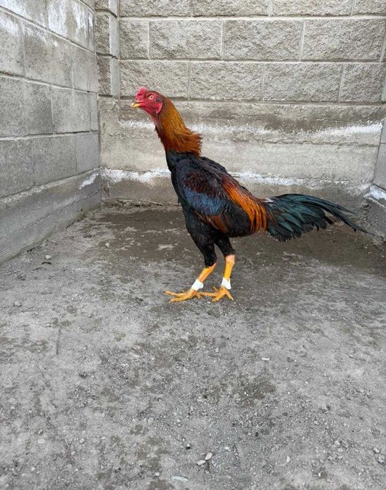 Дакан бойцовый    .