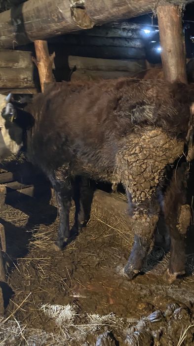 Тайша сатылады продам