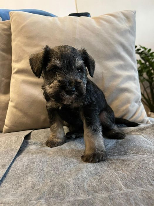 Мини шнауцер/ цверг шнауцер