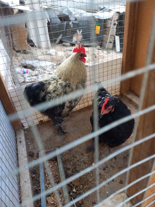 Хуроз ва товук сотилади.