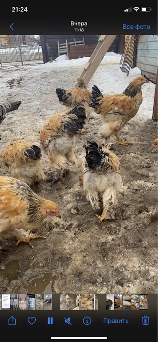 Продам чистую пароду брам