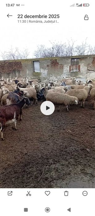 Oi de vinzare fătate și gestante