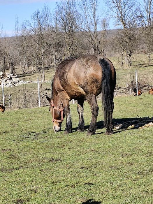 Vând iapa semigreu ,6 ani acte tot