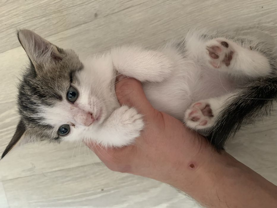 Отдам котят только в добрые руки