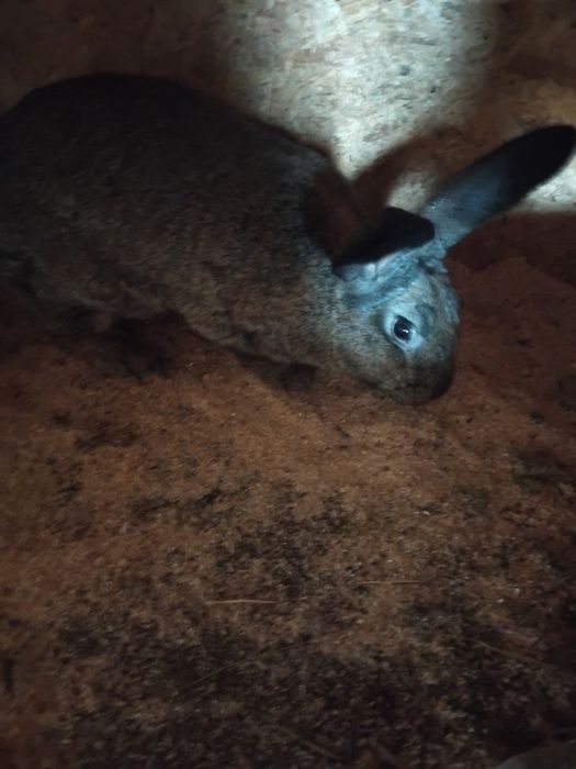 Vând iepuri de rasa