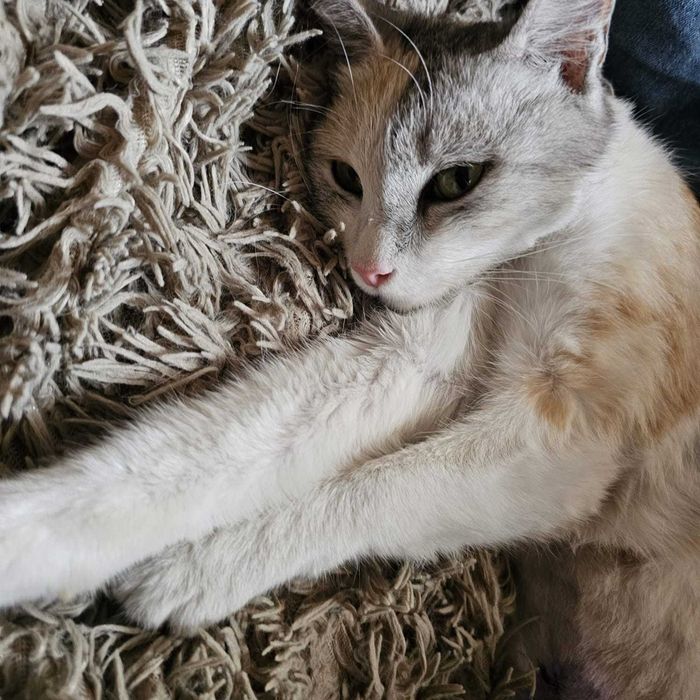 Нежная кошечка в добрые руки