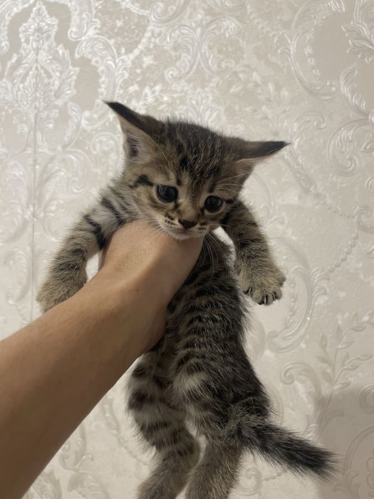 Продам шотландский вислоухие